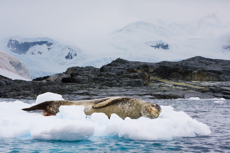 Leopard Seal On Iceberg